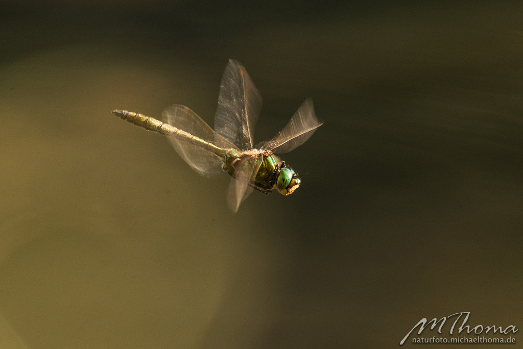 Smaragdlibelle im Flug | Dies ist der Online-Shop von naturfoto.michaelthoma.de. Ich bin leidenschaftlicher Naturfotograf und fotografiere von der Andromedagalaxie bis zum Zwergtaucher, von der Ameise bis zum Orionnebel alles was mit Natur zu tun hat. Hier kann eine Auswahl meine - Realisiert mit Pictrs.com