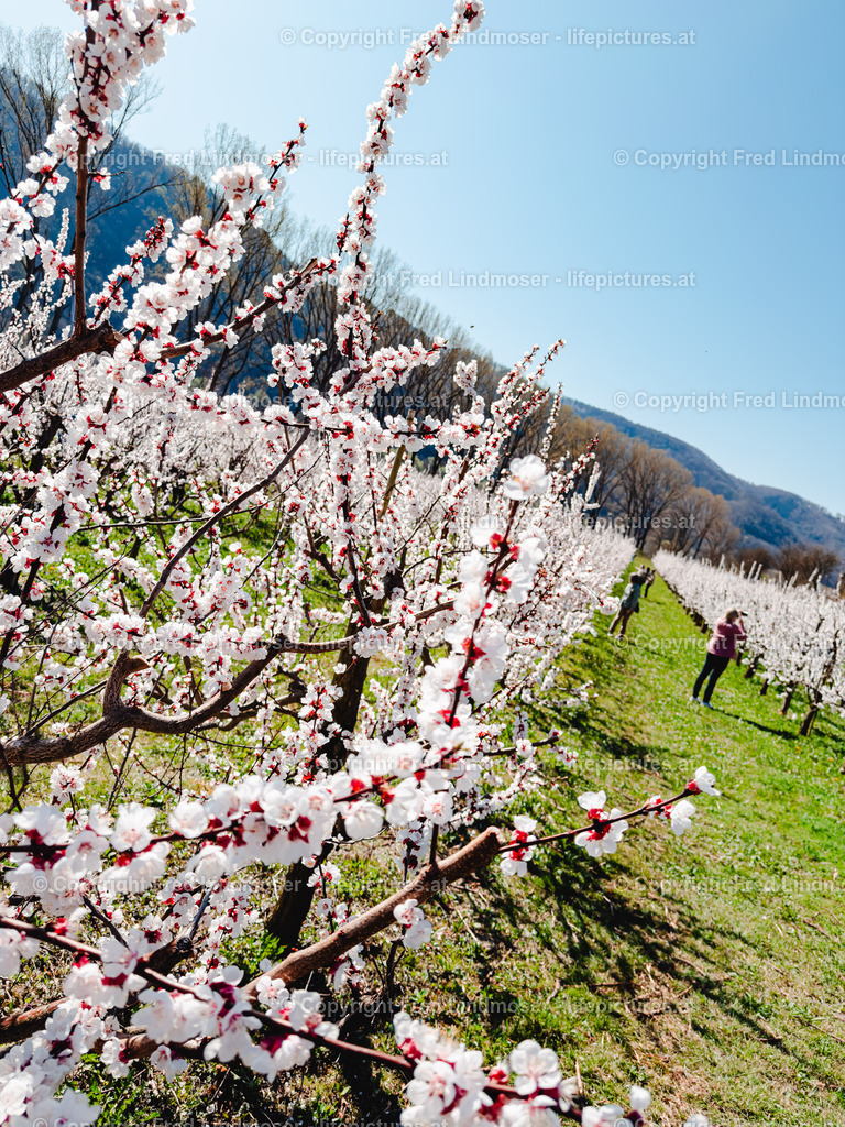 Wachau 04042025 _ Fred Lindmoser-0869 | Fotos und Fotoprodukte - Realisiert mit Pictrs.com