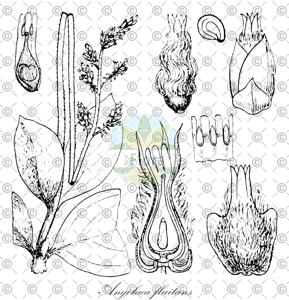 HistAbb_wfo-0000536542_241_ENZY_Simple | Historische Abbildung von Angolaea fluitans - Podostemaceae | Historical Illustration of Angolaea fluitans - Podostemaceae