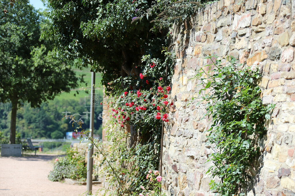 Burg Klopp-7871 | Auf der Burg Klopp kann man nicht nur die Aussicht genießen und fotografieren sondern auch schöne Architekturfotos, Blumenfotos und Tierfotos machen. - Realisiert mit Pictrs.com