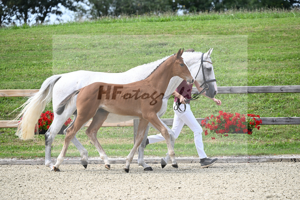 Kat-Nr. 69 HF Arezzo VDL x Cornets Stern_Zitzelsberger_28230478 | hf-fotografie - Realizzato con Pictrs.com