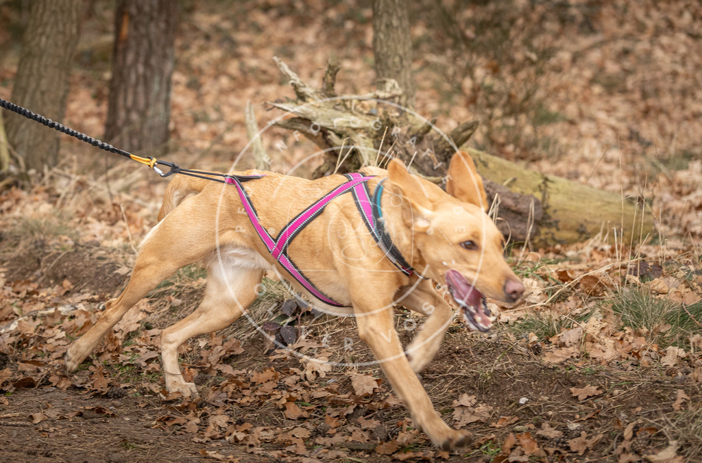 Pfotenfotografie_DV3A7199 | Hundefotografie, Tierfotograf, Pfotenfotografie, Fotoshooting Hund, Hunde Portrait, Hundesport, Hundeportraits, Heideshooting, Hunde, Sportfotograf, Hundefotograf, Turnierhundsport, THS,  - Realisiert mit Pictrs.com