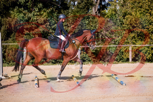 2026_10_03_Siefer-Hof_143734_Z81_06382715 | Professionelle Reitsport-, Turnier- und Eventfotografie von Robert Broda. Galerien mit ausgewählten und bearbeiteten Bildern direkt online ansehen und bestellen.