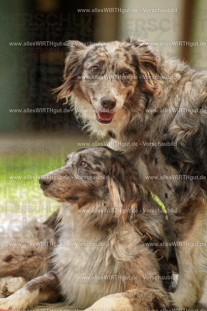 @allesWIRTHgut_Tierfotografie - www.allesWIRTHgut.de - 7R504112 | Professionelle Tierfotografie in Mönchengladbach von Daniel Wirth (allesWIRTHgut). Liebevolle & natürliche Bilder von Hunden & Katzen für unvergessliche Erinnerungen.