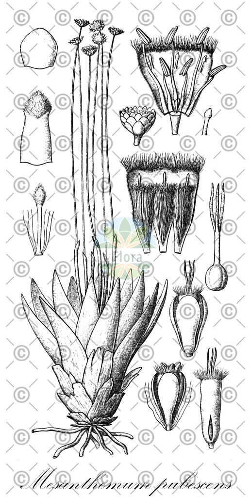 HistAbb_EMP_915_2_FloraD_Simple | Historische Abbildung von Mesanthemum pubescens - Eriocaulaceae | Historical Illustration of Mesanthemum pubescens - Eriocaulaceae