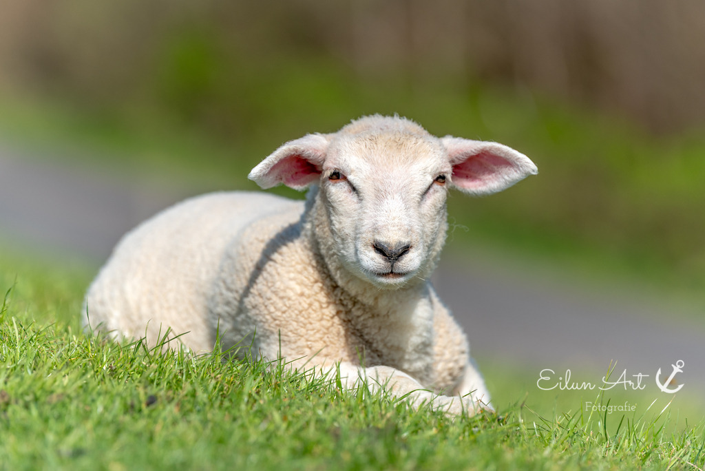 20250424-EAF_8091 | Eilun-Art-Fotografie Levke Martens, ihre Fotografin für Immobilien- und Landschaftsfotografie auf Föhr, Föhrer Motive als Poster, Leinwand, hinter Acrylglas oder stelle dir deinen eigenen Monatskalender zusammen, mit nur einem Klick