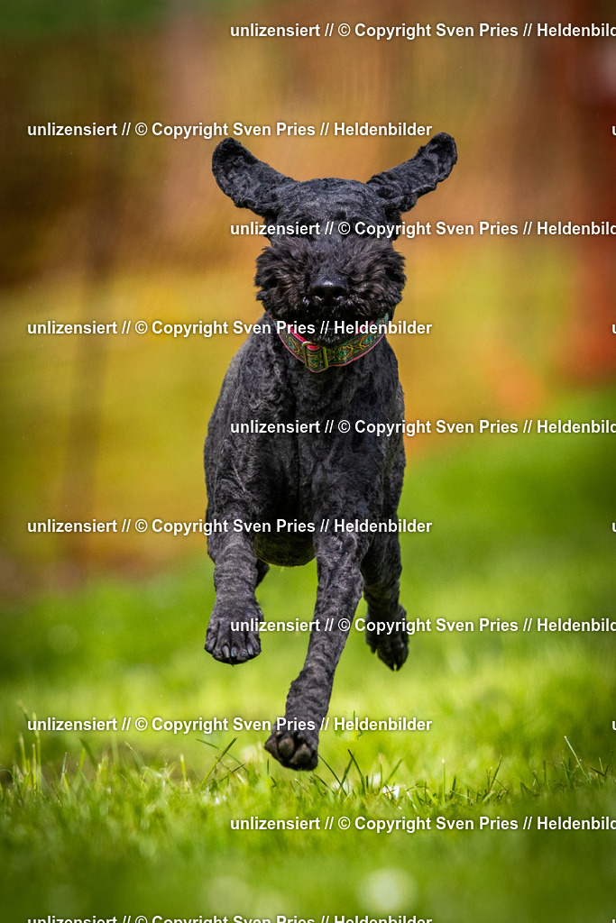 Sven Pries | 2025-04-13 - Hunderennen Baden-Baden - Realisiert mit Pictrs.com