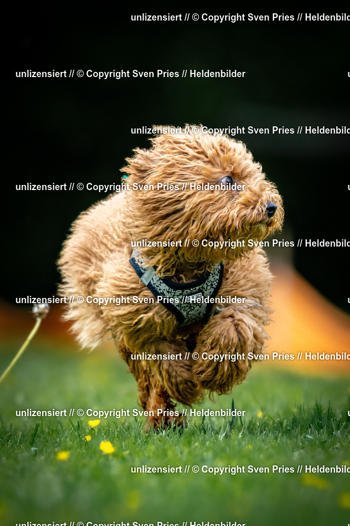 Sven Pries | 2026-05-14 - Hunderennen KA Durlach Vatertag 2026 - Realisiert mit Pictrs.com