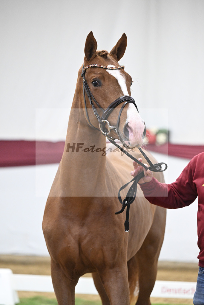 Kat-Nr. 36 San to Alati x Estobar NRW_Stefan Holtwiesche_47251246 | hf-fotografie - Realisiert mit Pictrs.com