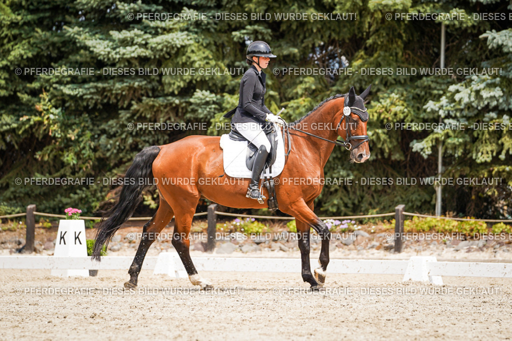 DSC03636 | Pferdegrafie