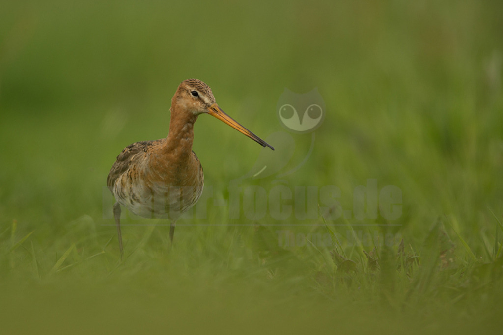 20190426-IMG_1573 | Die Uferschnepfe ist ein langbeiniger, großer und schlanker Schnepfenvogel. Ihr langer Hals und der lange, gerade Schabel sind weitere besondere Merkmale. Bei uns brütet sie vor allem in Norddeutschland in Feuchtwiesen und Niedermooren. Der europäische Verbreitungsschwerpunkt liegt vor allem in Nordosteuropa, an den Küsten der Nordsee und in Island. - Realisiert mit Pictrs.com