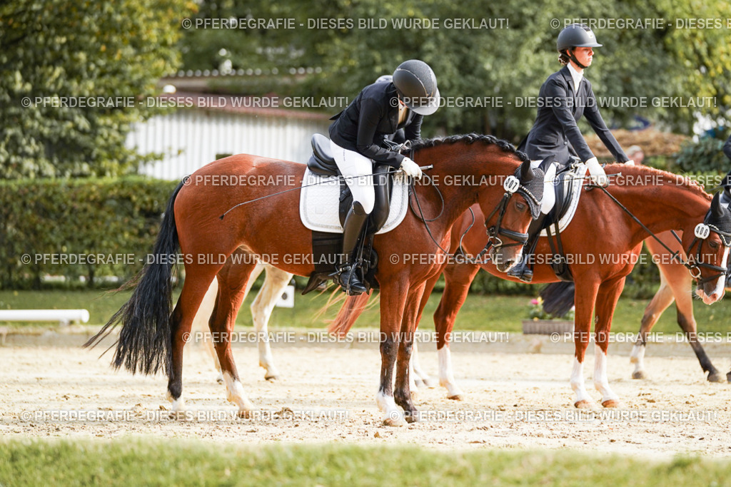 DSC04713 | Pferdegrafie