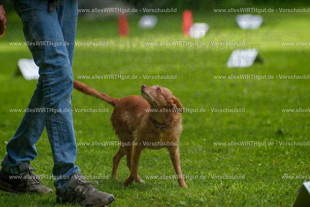 @allesWIRTHgut_Tierfotografie - www.allesWIRTHgut.de - 7R504221 | Professionelle Tierfotografie in Mönchengladbach von Daniel Wirth (allesWIRTHgut). Liebevolle & natürliche Bilder von Hunden & Katzen für unvergessliche Erinnerungen.