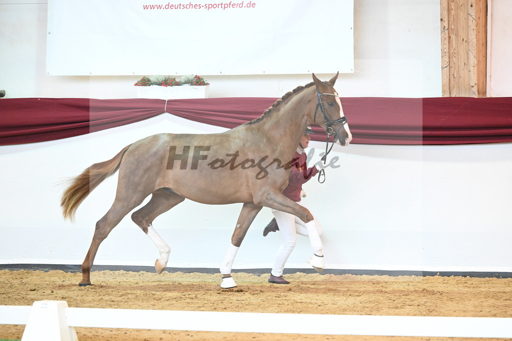 Kat-Nr. 5 v. Benicio_Wille_66221606 | hf-fotografie - Realisiert mit Pictrs.com