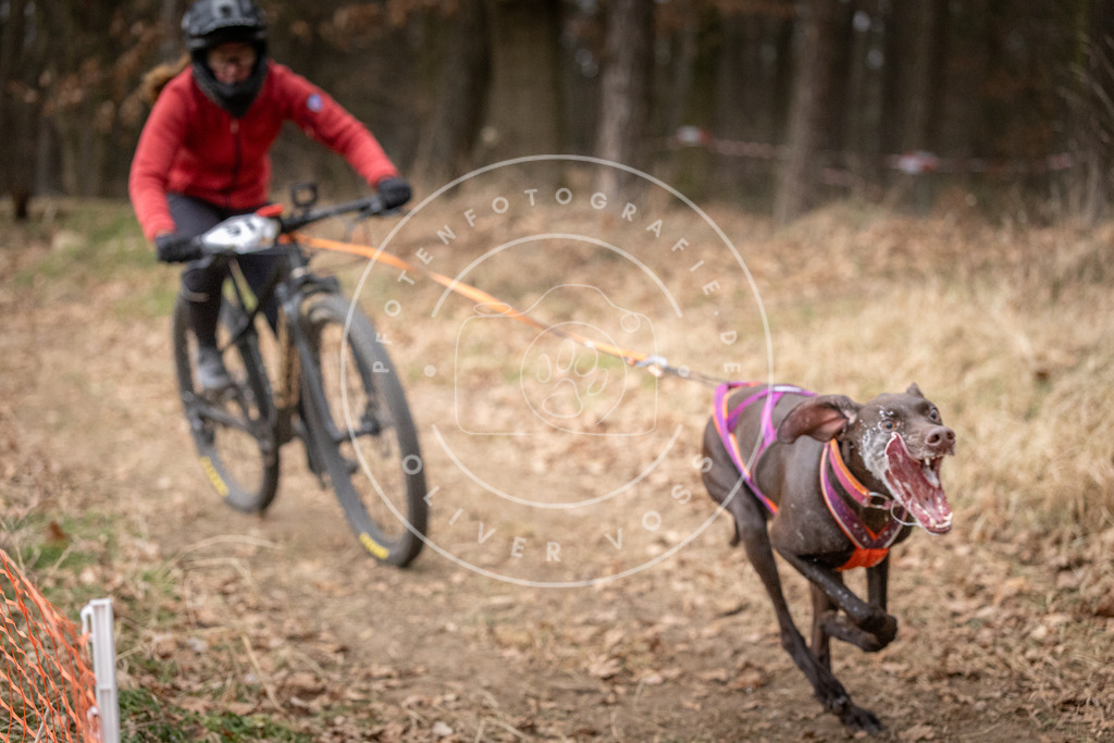 Pfotenfotografie_DV3A1414 | Hundefotografie, Tierfotograf, Pfotenfotografie, Fotoshooting Hund, Hunde Portrait, Hundesport, Hundeportraits, Heideshooting, Hunde, Sportfotograf, Hundefotograf, Turnierhundsport, THS,  - Realisiert mit Pictrs.com