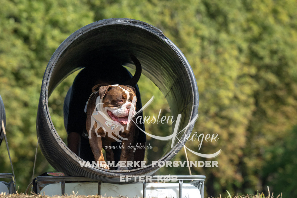 1311_ZZ92568 | kk-dogfotos