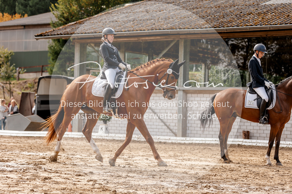 3I6A7235 | Stimmungsvolle Portraits und Reitsportfotografie im Ruhrgebiet und im Münsterland.

Pferdefotografie, Hundefotografie, Tierfotografie, Reportagen, Portraits von Tier und Mensch, Turnierfotografie in Bochum, Recklinghausen, Marl, Haltern am See, Dülmen.. - Realisiert mit Pictrs.com