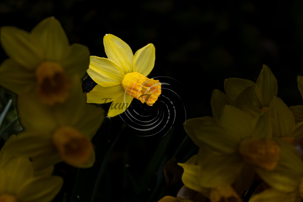 _X0A9112bea | Frank Herberich Fotografie, Frank Herberich, Fotografie, Hochzeit, Portrait, St. Peter Ording, Ording, Westerhever, Nordsee, Frank Fotografie, Hardheim,  Odenwald,Walldürn, Band,Eventfotografie - Realisiert mit Pictrs.com