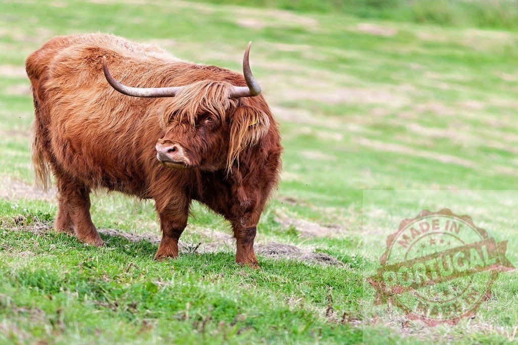 Highland cow standing on green pasture looking sideways | Shaggy Highland cattle standing in a lush green pasture on a farm - Realisiert mit Pictrs.com