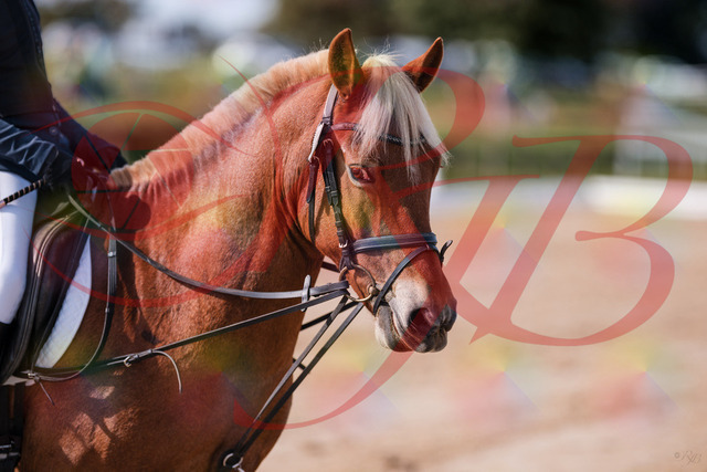 2026_10_03_Siefer-Hof_115957_Z81_01192260 | Professionelle Reitsport-, Turnier- und Eventfotografie von Robert Broda. Galerien mit ausgewählten und bearbeiteten Bildern direkt online ansehen und bestellen.
