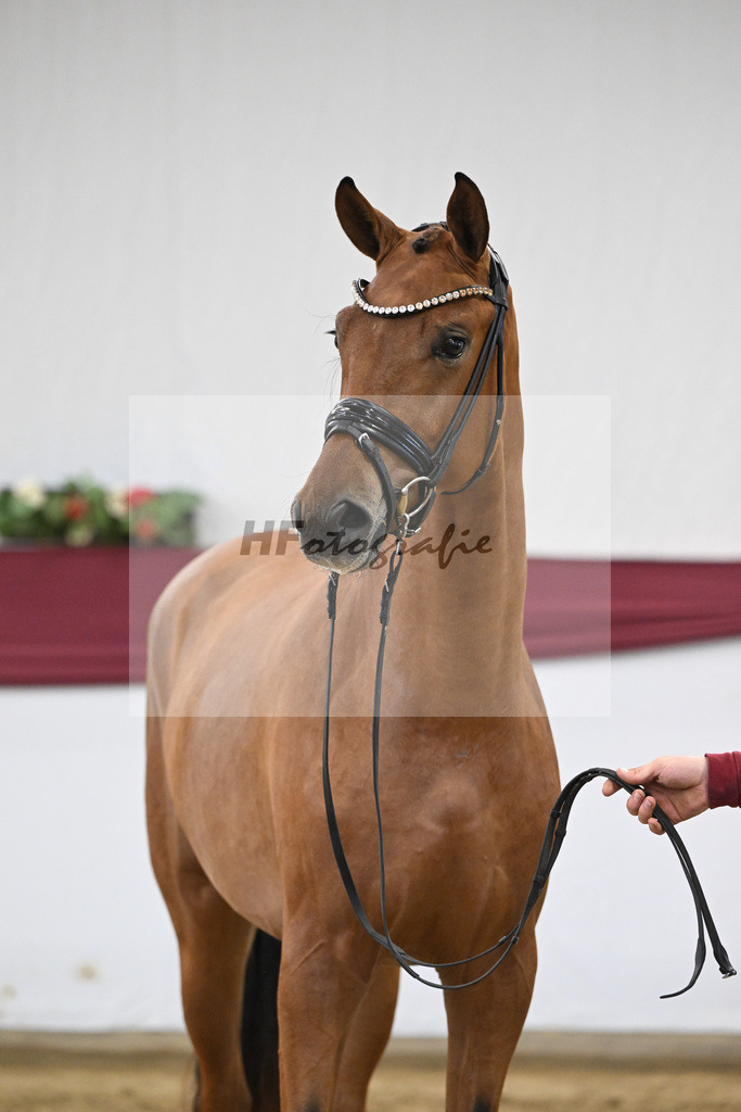 Kat-Nr. 20 Fanegro x Rotspon_Nicole Mehrmann_47250574 | hf-fotografie - Realisiert mit Pictrs.com