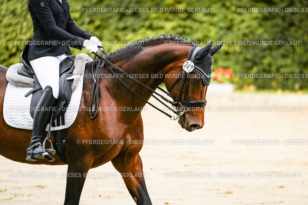 DSC01764 | Pferdegrafie