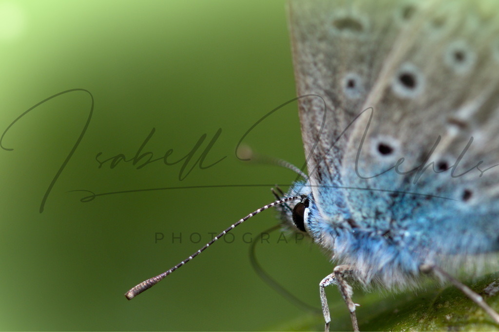 044_Schmetterling | i-n-photography - Realisiert mit Pictrs.com