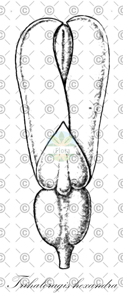 HistAbb_wfo-0000413220_1_ENZY_Simple | Historische Abbildung von Trihaloragis hexandra - Haloragaceae | Historical Illustration of Trihaloragis hexandra - Haloragaceae