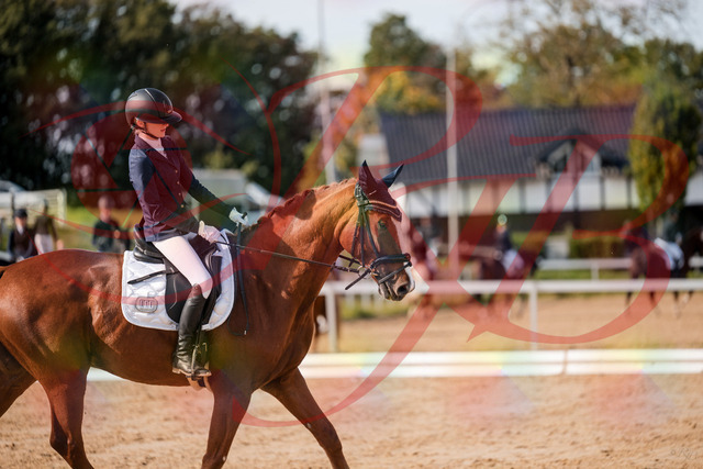 2026_10_03_Siefer-Hof_123708_Z63_54927692 | Professionelle Reitsport-, Turnier- und Eventfotografie von Robert Broda. Galerien mit ausgewählten und bearbeiteten Bildern direkt online ansehen und bestellen.