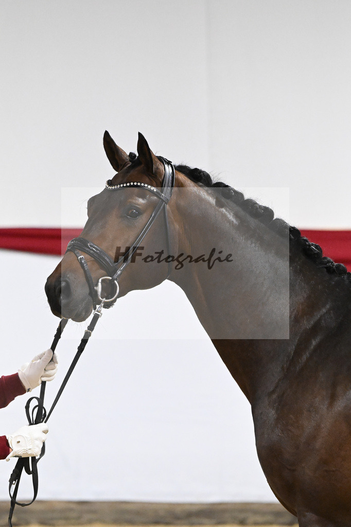 Kat-Nr. 4 v. Glamourdale_Limbecker_63220065 | hf-fotografie - Realizzato con Pictrs.com