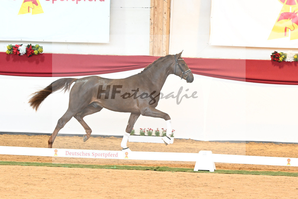 Kat-Nr. 63 Fidertanz x Romanov Blue Hors_La Rue_43230636 | hf-fotografie - Realisiert mit Pictrs.com