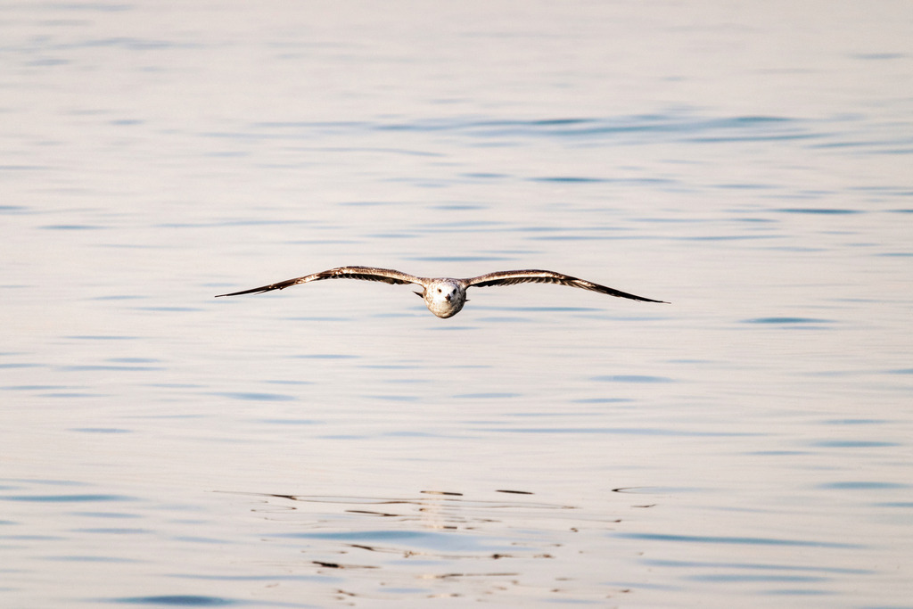 Akustikbild: Möwe fliegt über dem Meer | Dieses Akustikbild zeigt eine Möwe die in schöner Abendstimmung über das Meer fliegt. Dabei ergibt sich eine leichte Spiegelung im Wasser.  - Realisiert mit Pictrs.com