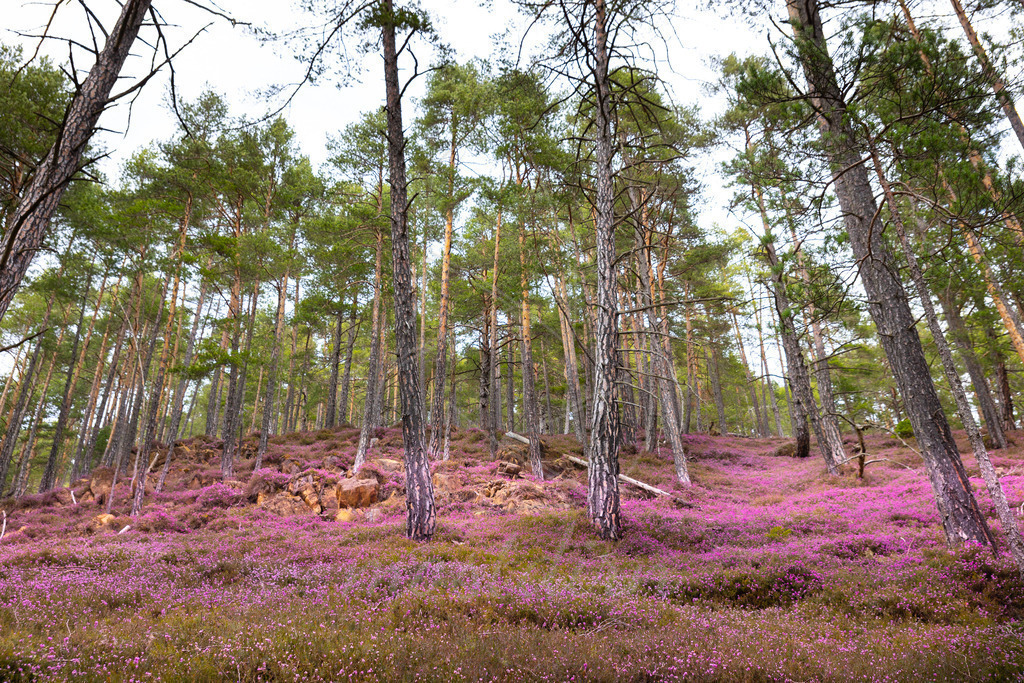 Erikablüte Steiermark | Ihre Fotografin im Lungau, ihre Fotografin im Mostviertel, Wandbilder Onlineshop, Imagefotos für Ihr Unternehmen,  - Realisiert mit Pictrs.com