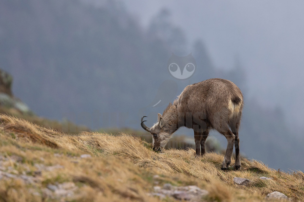 R5NF1721-20230402 | Die Gämse, vor der Rechtschreibreform Gemse geschrieben und in der Jägersprache mit Gams oder Gamswild bezeichnet, ist eine in Europa und Kleinasien beheimatete Art der Ziegenartigen.  - Realisiert mit Pictrs.com