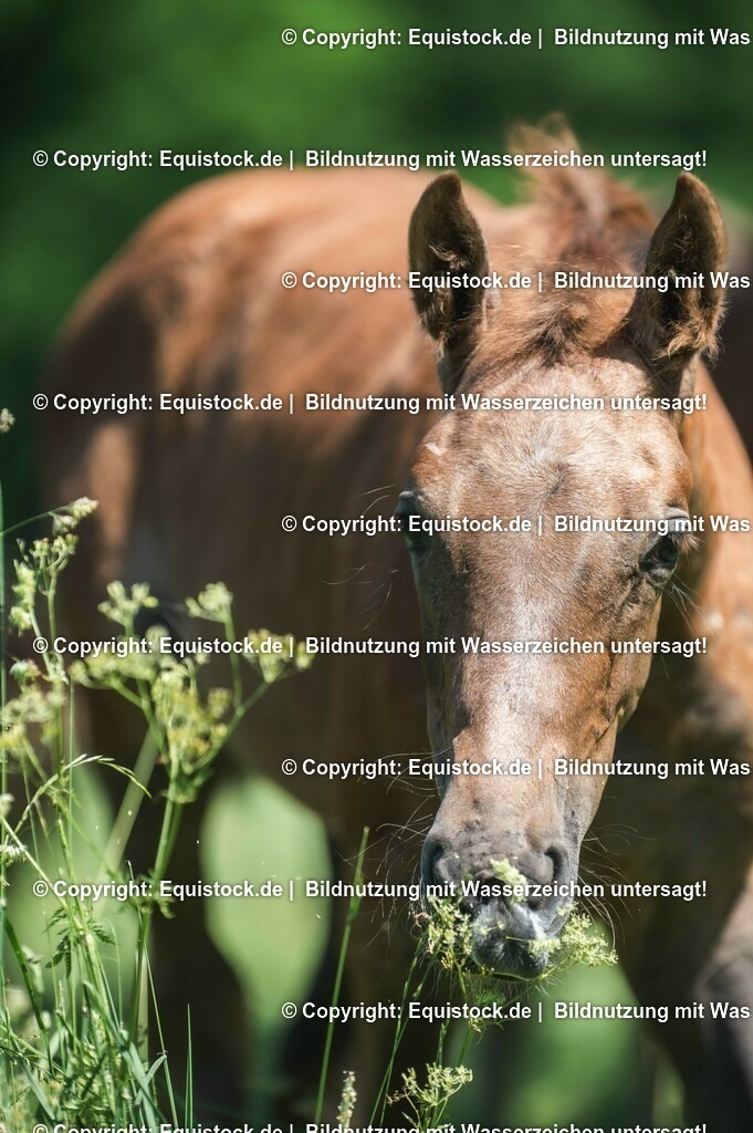 20210617_Fohlen_0112 | Foto: Thomas Hartig