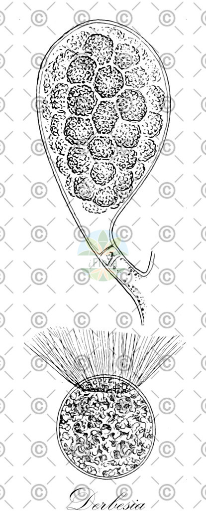 HistAbb_wfo-0001042783_1_ENZY_Simple | Historische Abbildung von Derbesia - Derbesiaceae (0) | Historical Illustration of Derbesia - Derbesiaceae (0)