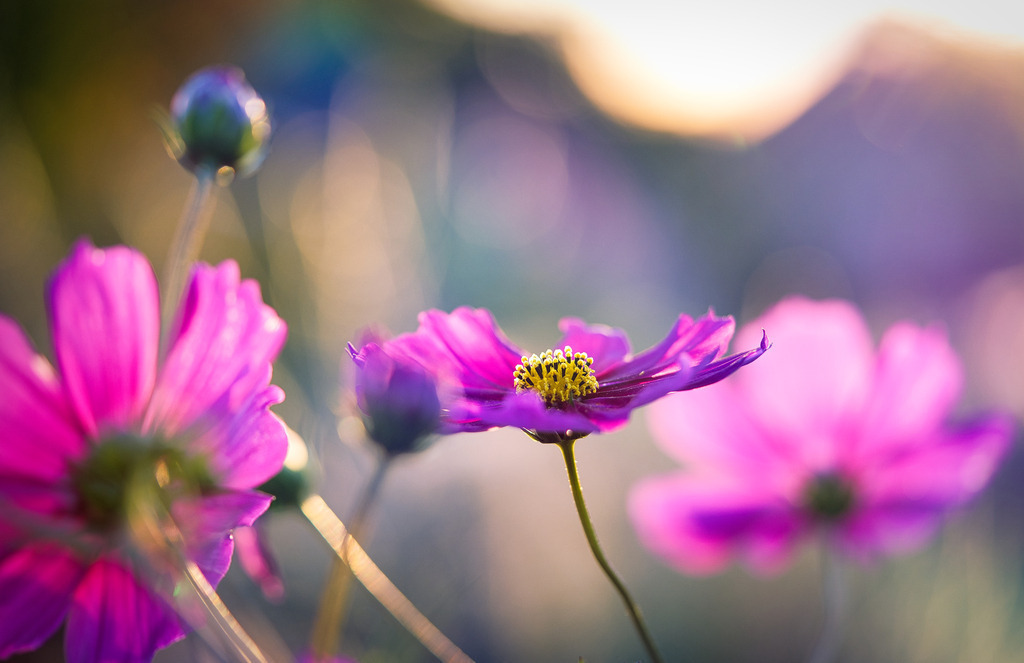 Schmuckkörbchen | die schönsten Bilder aus Wald und Wiese, sowie Streifzüge durch den Garten mit der gesamten Blumen & Insektenwelt.   - Realisiert mit Pictrs.com