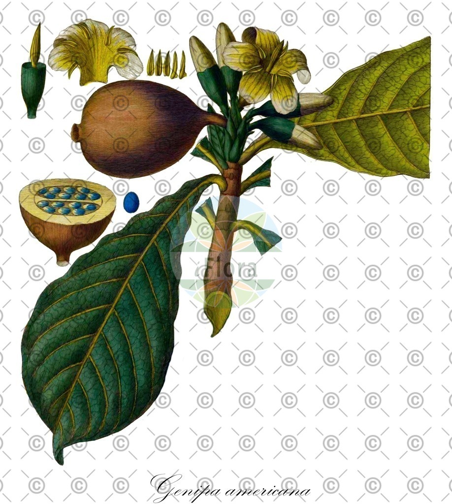 HistAbb_wfo-0000696730_1_ENZY_Simple | Historische Abbildung von Genipa americana - Rubiaceae | Historical Illustration of Genipa americana - Rubiaceae
