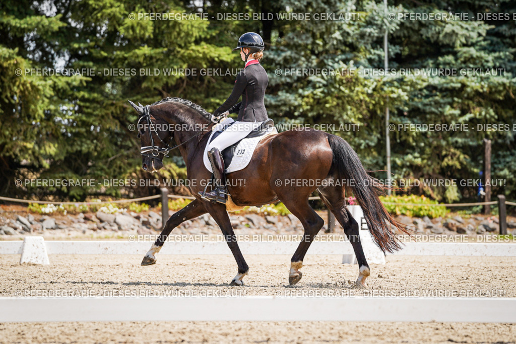 DSC01665 | Pferdegrafie