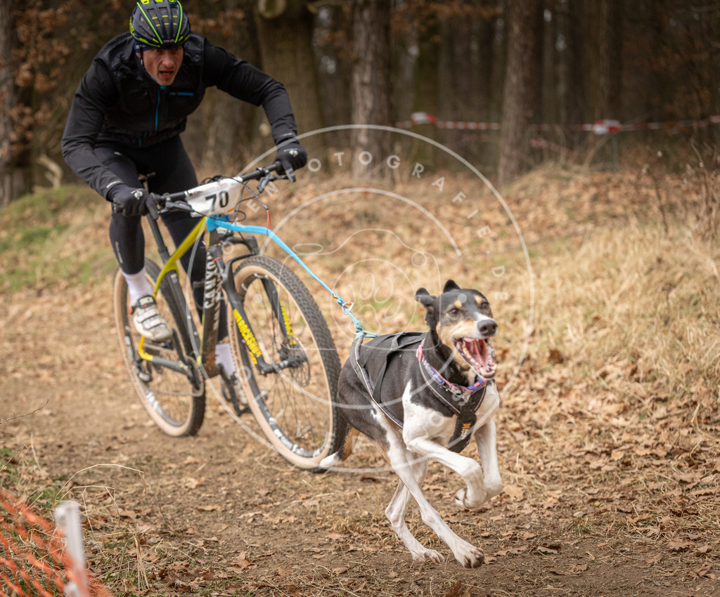 Pfotenfotografie_DV3A3391 | Hundefotografie, Tierfotograf, Pfotenfotografie, Fotoshooting Hund, Hunde Portrait, Hundesport, Hundeportraits, Heideshooting, Hunde, Sportfotograf, Hundefotograf, Turnierhundsport, THS,  - Realisiert mit Pictrs.com