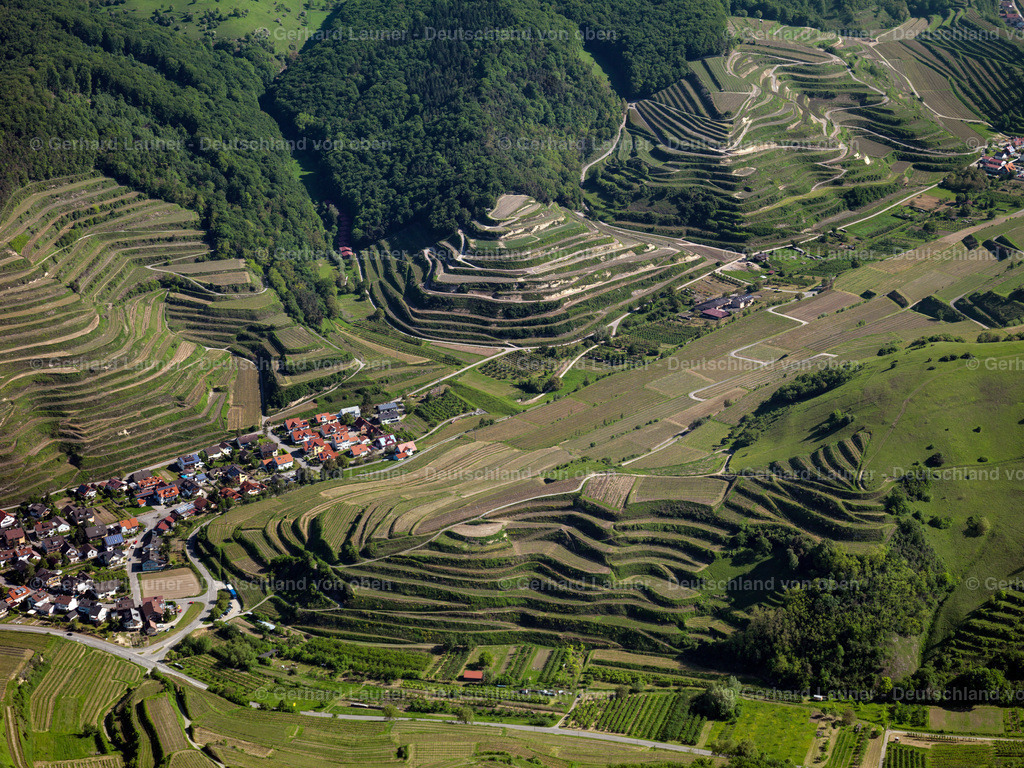 9400310 | Weinbergsterassen bei Oberbergen, Kaiserstuhl