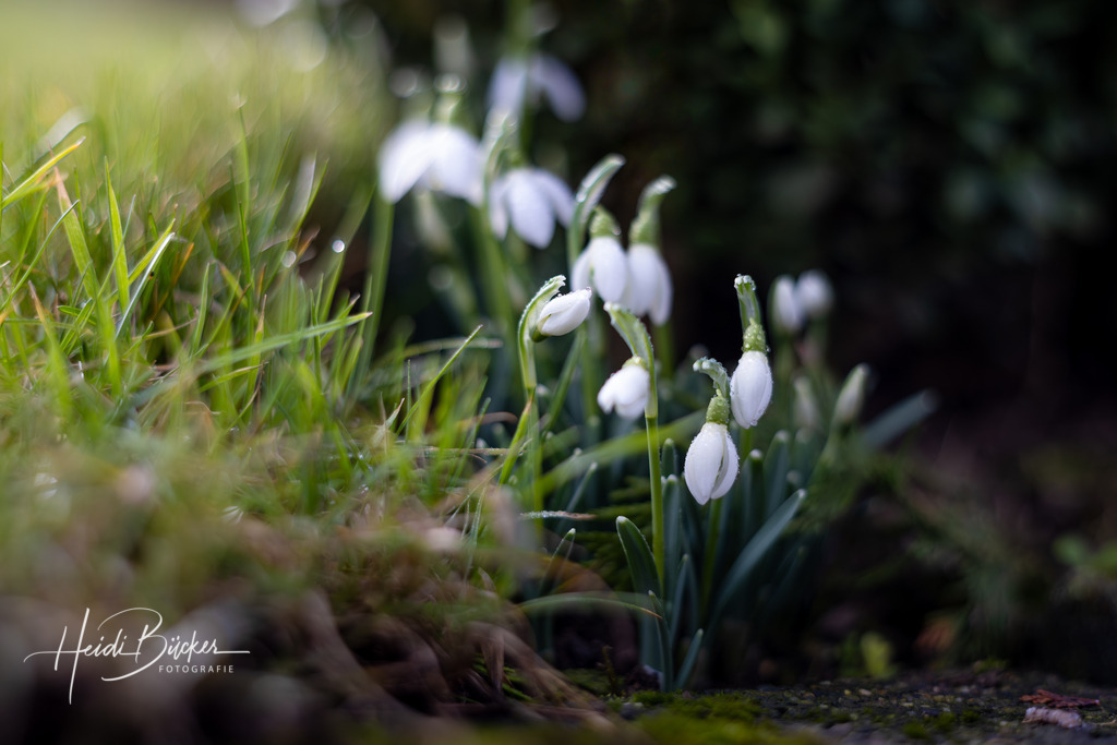 Schneeglöckchen im Garten | Schneeglöckchen im Garten - Realisiert mit Pictrs.com
