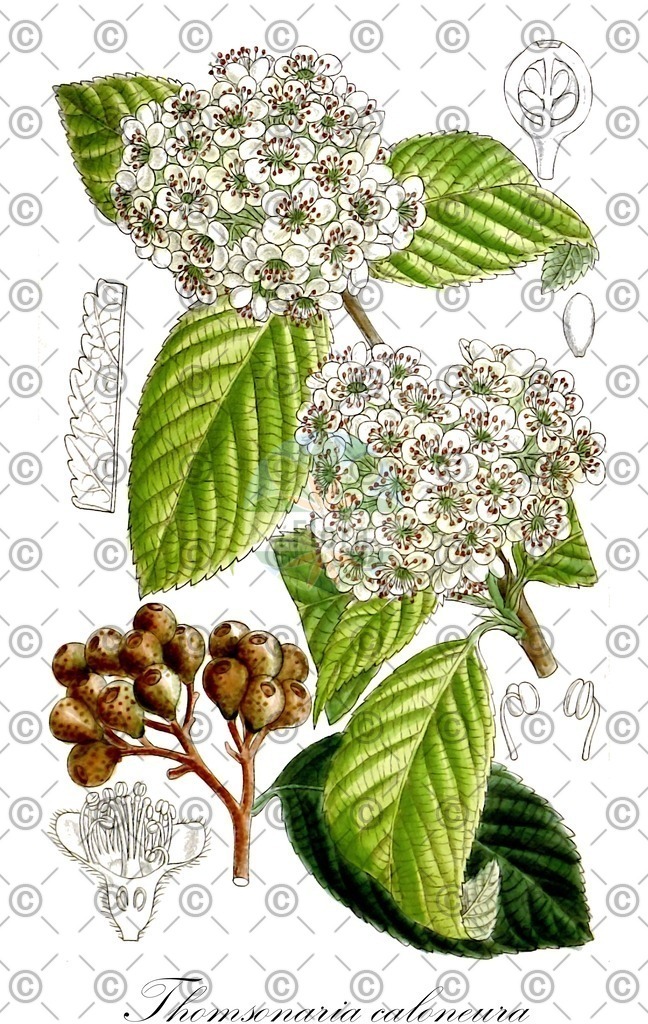 HistAbb_wfo-0000323172_1_ENZY_Simple | Historische Abbildung von Thomsonaria caloneura - Rosaceae | Historical Illustration of Thomsonaria caloneura - Rosaceae