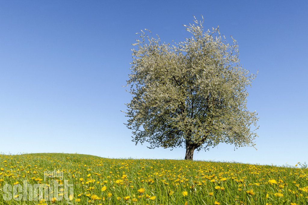 Blühender Baum in Löwenzahnwiese im Frühling | Ein blühender Baum steht mitten in einer leuchtenden Löwenzahnwiese und kündigt den Frühling im Allgäu an. Zartes Blütenlicht, sattes Grün und das strahlende Gelb der Wiese schaffen eine wunderbar idyllische Frühlingsstimmung. - Realisiert mit Pictrs.com