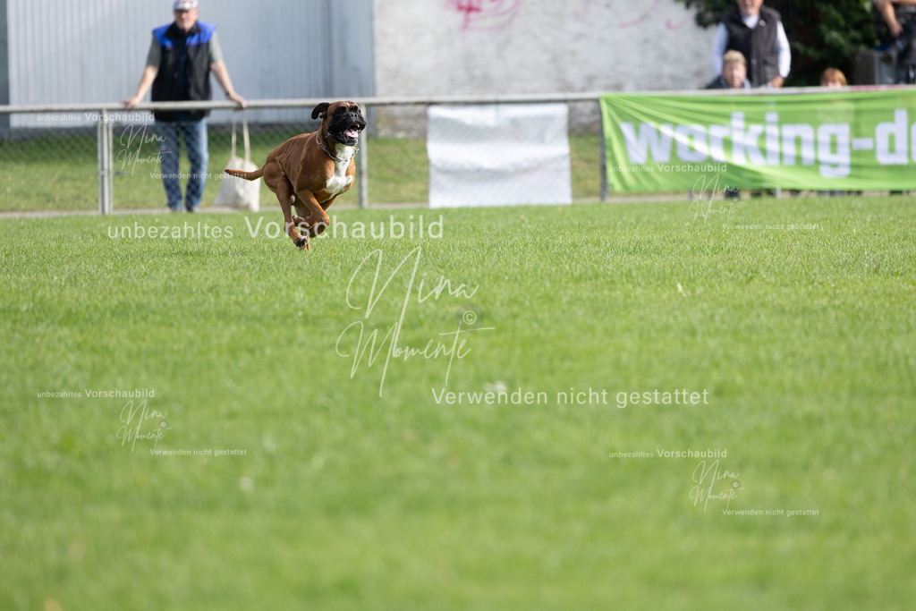_16A5397 | Einzigartige Fotos von Hunden & Menschen –Actionfotos, Portraits, Vereinsaufnahmen & Paarshootings – authentisch, lebendig & mit Herz.
