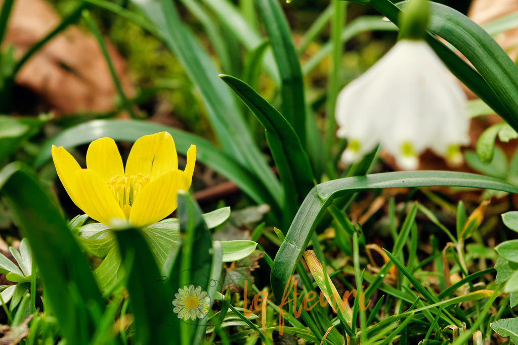 DSC_0180-NEF_DxO_PRIME (1) | Dies ist der Shop von Florian Blum - le fleuri. Langenthal, Bern, SchweizSie können hier meine oder ihre eigenen Fotos als Fotoprodukte kaufen. Tassen, Schlüsselanhänger, Taschen etc. können Sie hier gestalten.  - Realisiert mit Pictrs.com