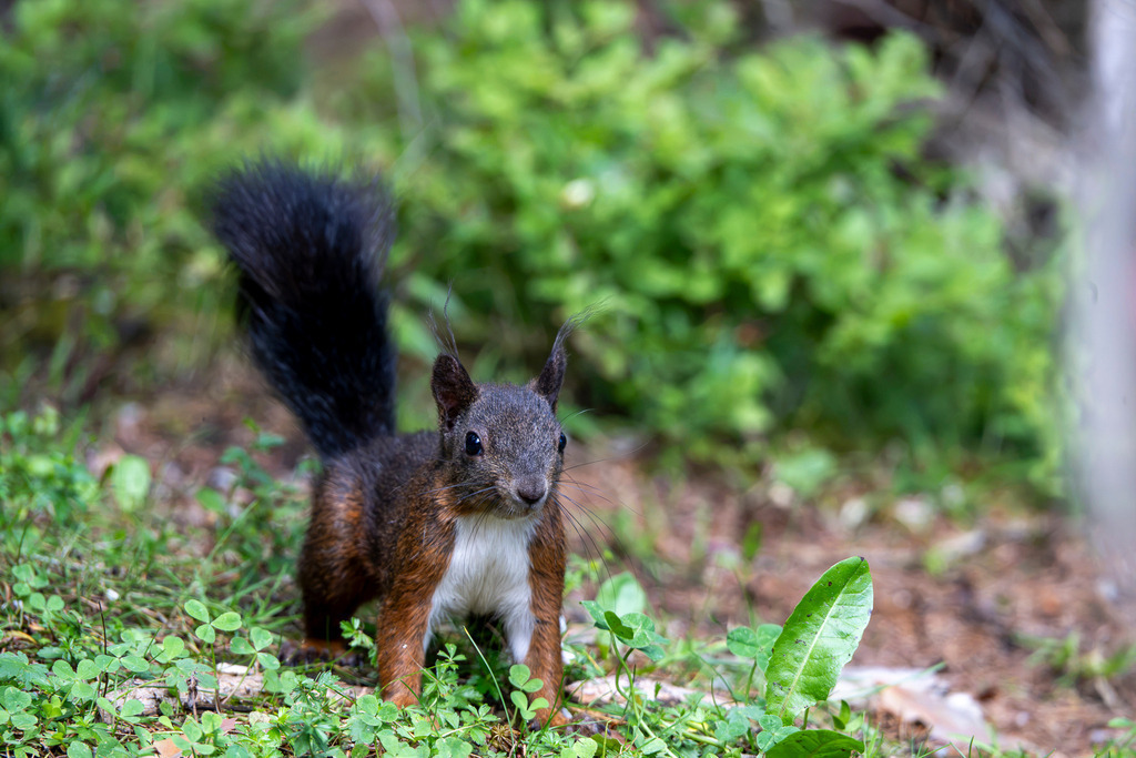 Kleine Entdeckerin im Grünen: Aufmerksames Eichhörnchen im Bergwald | Mit wachen Knopfaugen, aufgestellten Pinselohren und flauschigem, dunklem Fell blickt ein Eichhörnchen neugierig direkt in die Kamera. Mitten im saftig grünen Waldboden mit Klee und feinem Gebirgsbewuchs wirkt das kleine Wildtier wie verzaubert auf Nahrungssuche. Die Nahaufnahme fängt die lebendige Frische und berührende Unbeschwertheit der alpinen Tierwelt perfekt ein. Ein herz erwärmendes Naturmotiv aus der Region Garmisch-Partenkirchen, das die Stille des Waldes und die Faszination tierischer Begegnungen spürbar macht. - Realisiert mit Pictrs.com