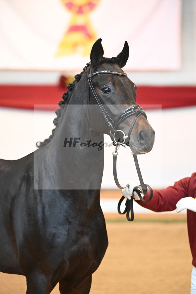 Kat-Nr. 47 So Perfect x Quaterback_Wadenspanner_43231486 | hf-fotografie - Realisiert mit Pictrs.com