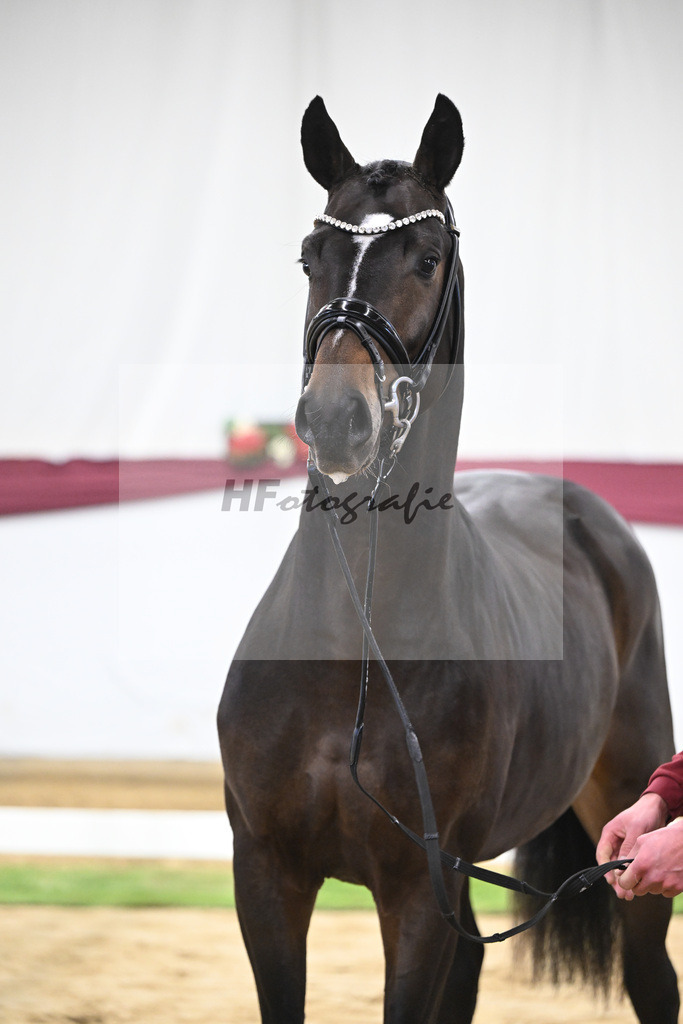 Kat-Nr. 53 Escanto PS x Dancier_Patrick Pongratz_47251977 | hf-fotografie - Realisiert mit Pictrs.com