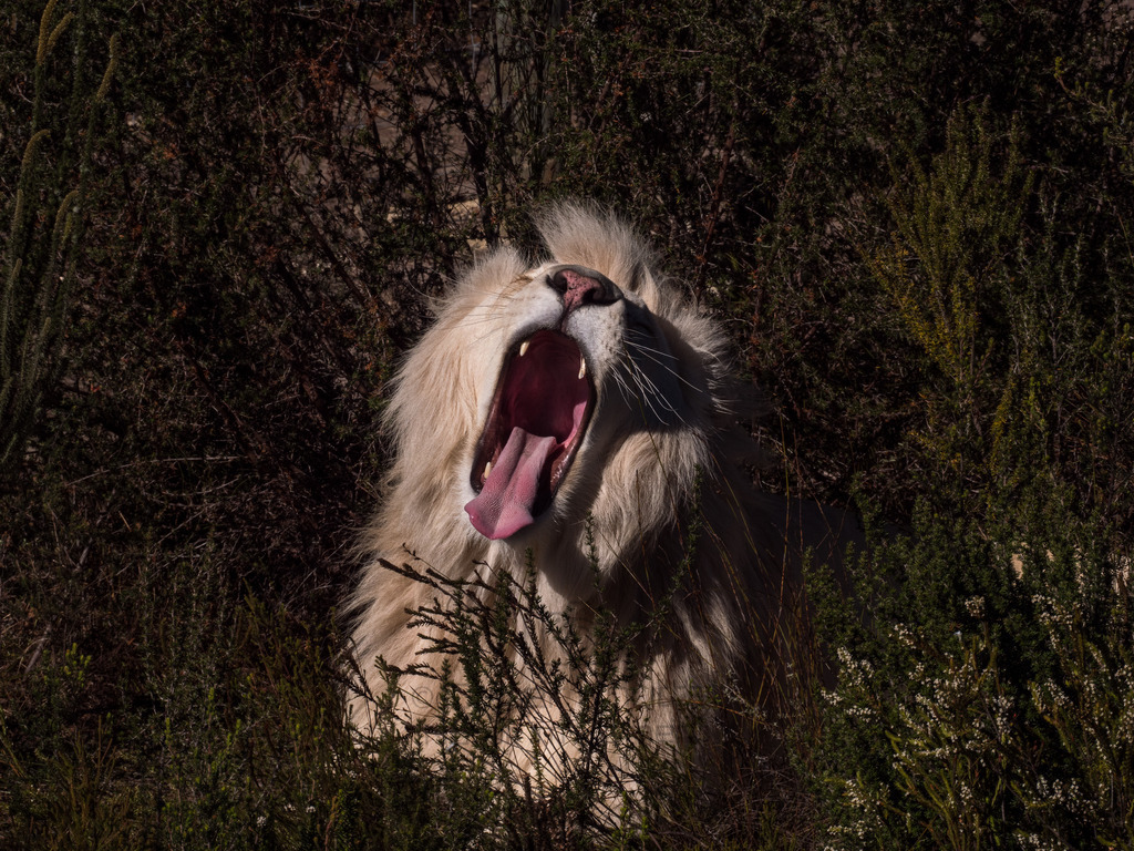 PANA3064-LR | Natur im Moment - Realisiert mit Pictrs.com